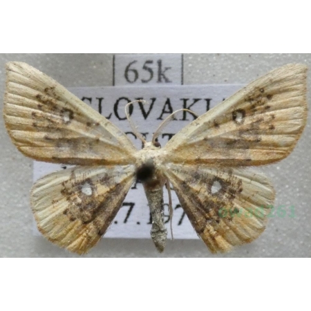 Cyclophora albiocellaria (Hübner, 1789) Świerzbik białooczek Slovakia65k